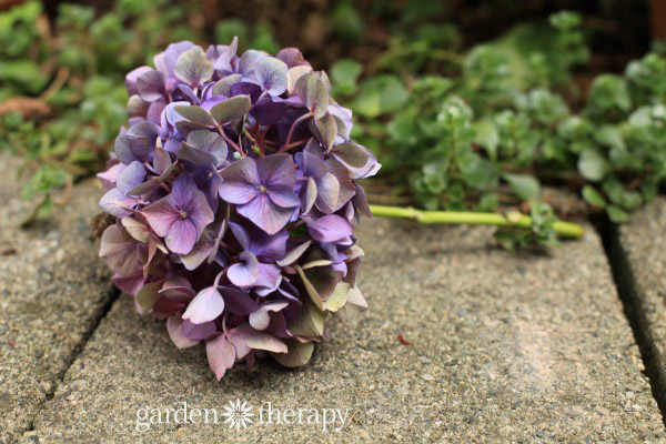 A dried hydrangea flower with its color preserved