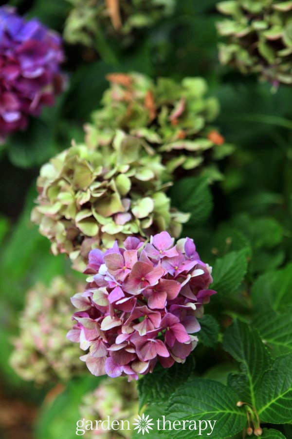 How to dry hydrangea flowers