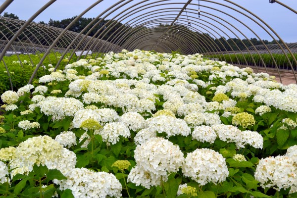 Hydrangea propagation success at Annabelle Monrovia