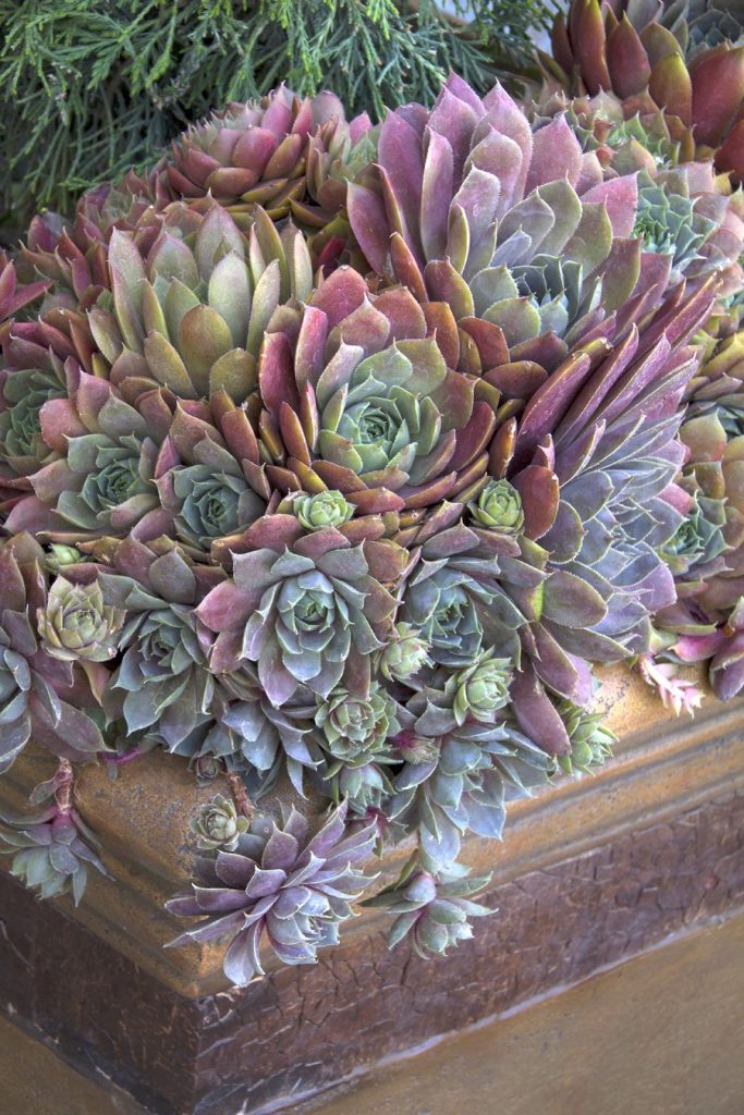 hens and chicks in a container