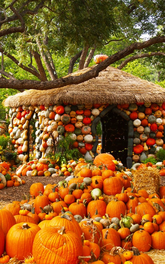 Now that's festive pumpkin decorating - Pumkin House