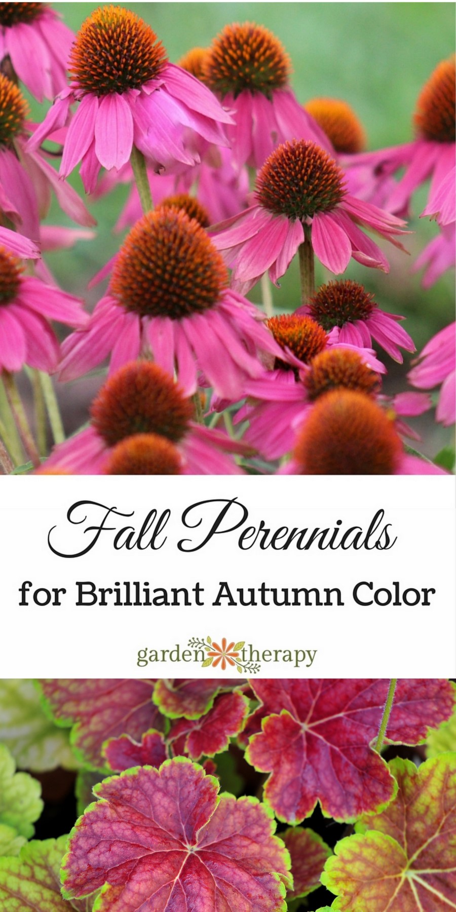 Grow These Fall Perennials for Brilliant Autumn Color!