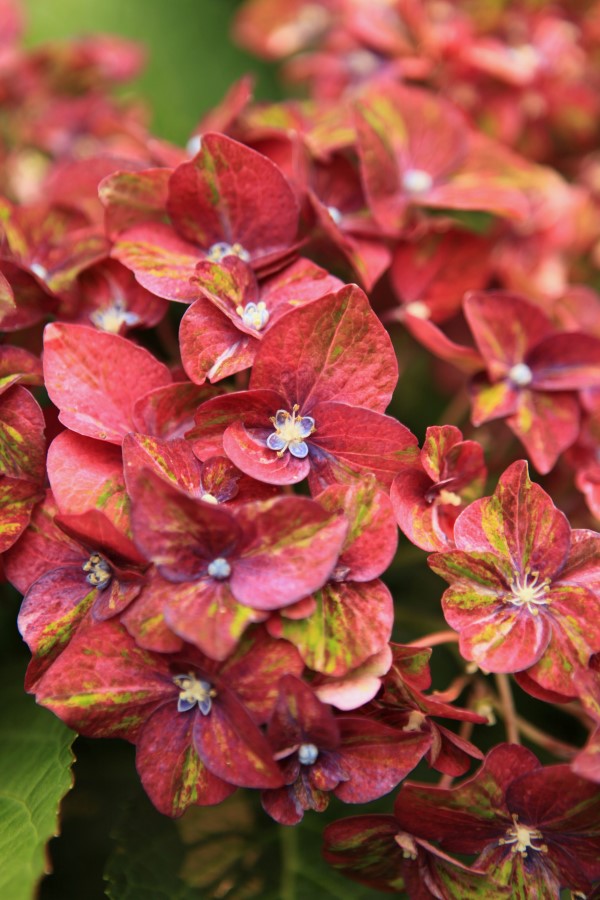 Pistachio Multi-color Hydrangea