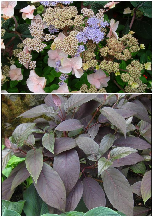 Plum Passion Hydrangea from Monrovia