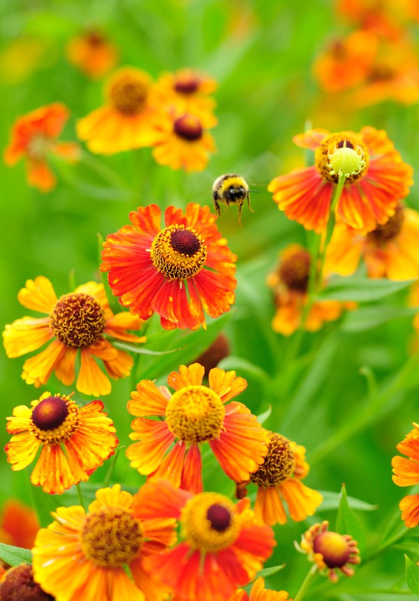 Bee flying away from fall-blooming flowers, sneezeweed