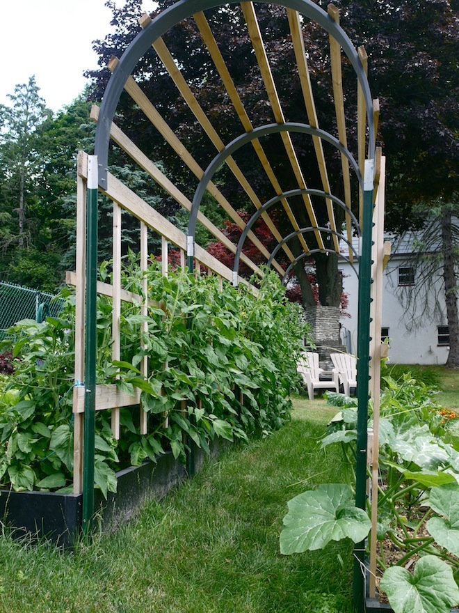 Susan of Learning and Yearning made the most attractive tomato trellis that I have ever seen!