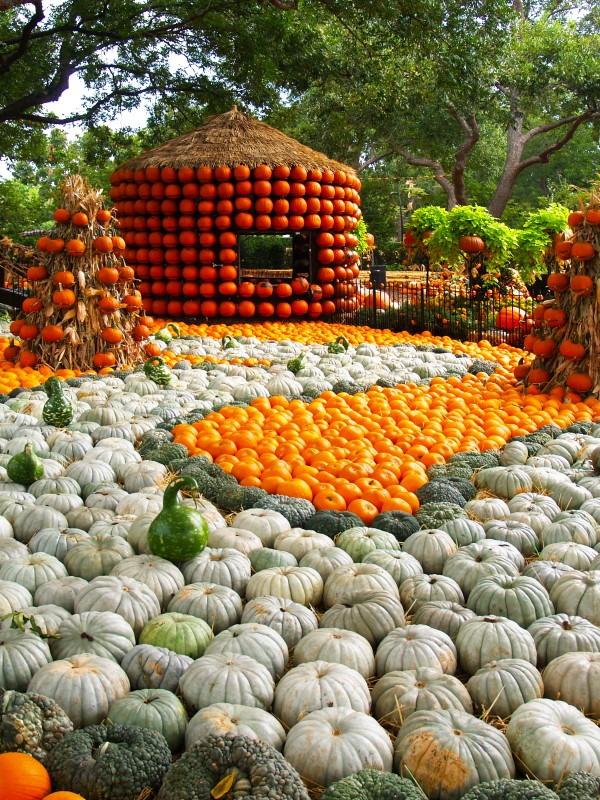 see Autumn at the Arboretum, the fall festival at the Dallas Arboretum that hosts the Pumpkin Village, a small town created with 75,000 pumpkins, gourds and, squash.