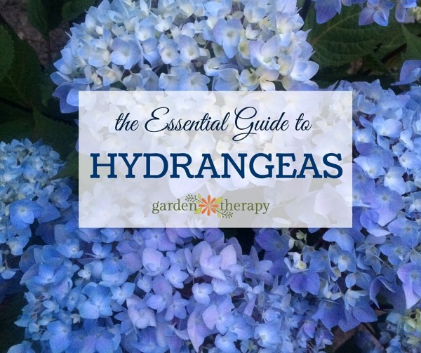 The Essential Guide to Hydrangeas von Garden Therapy