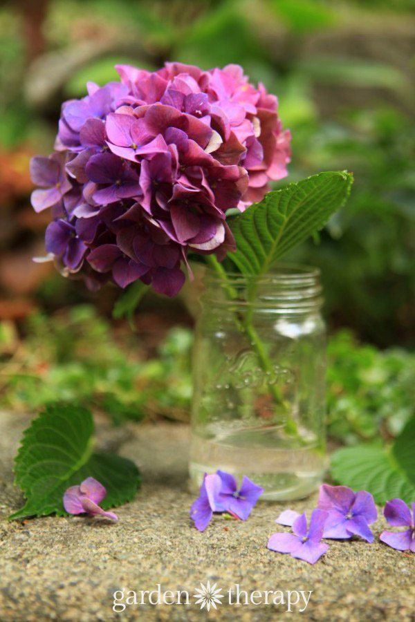 hydrangea in a mason jar