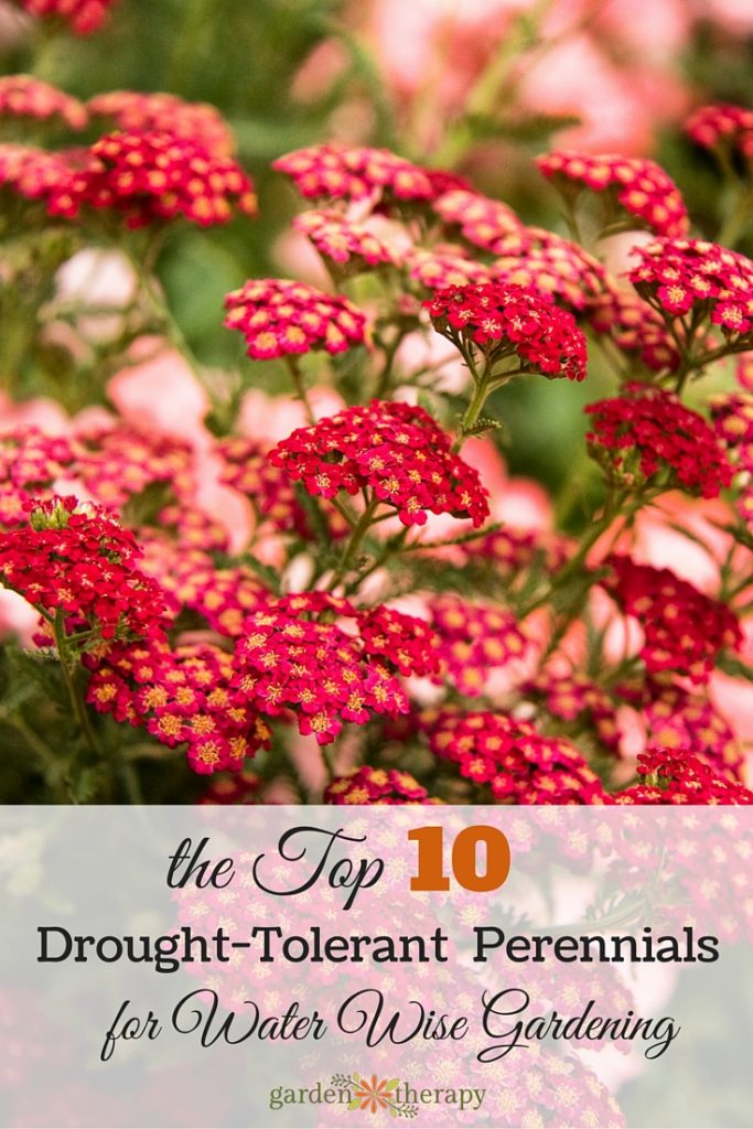 The top 10 drough-tolerant perennials to grow in your garden (and save water!)