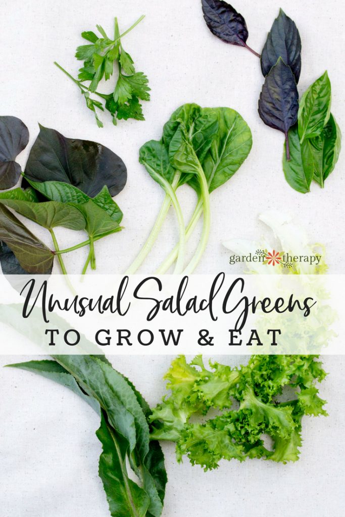 unusual salad greens to grow and eat