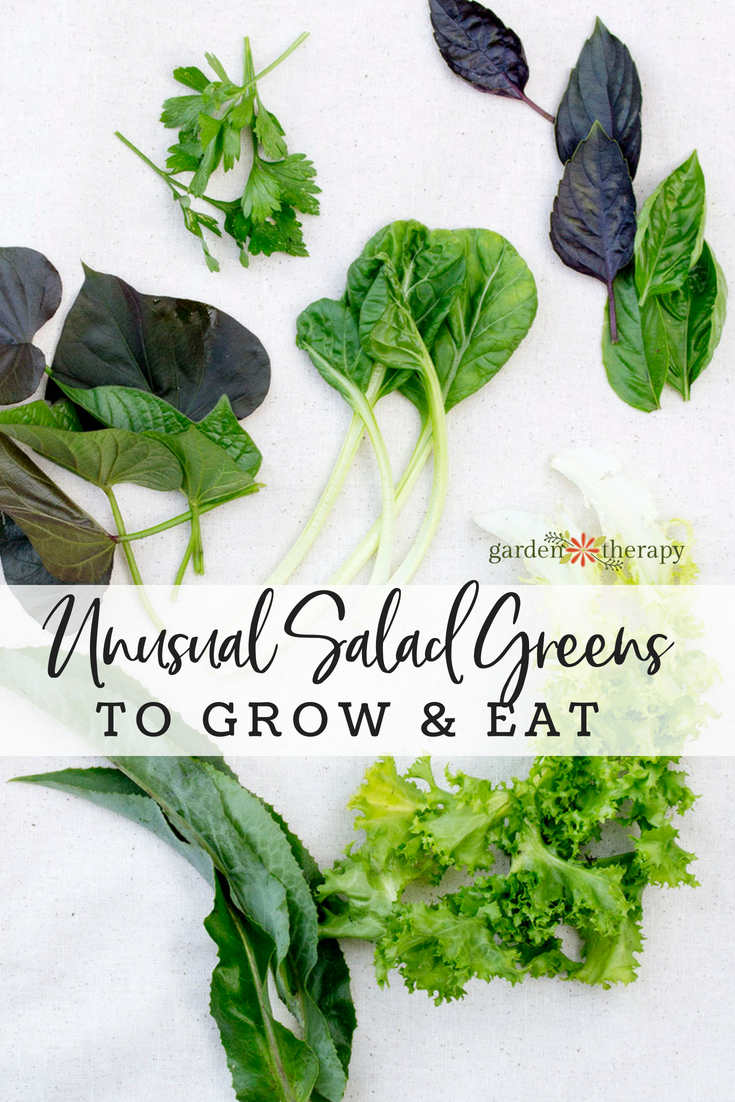 Get to Know Leafy Salad Greens