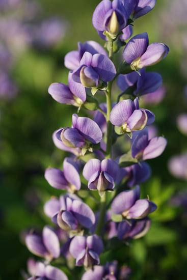 baptisa blueberry sundae lupine flower