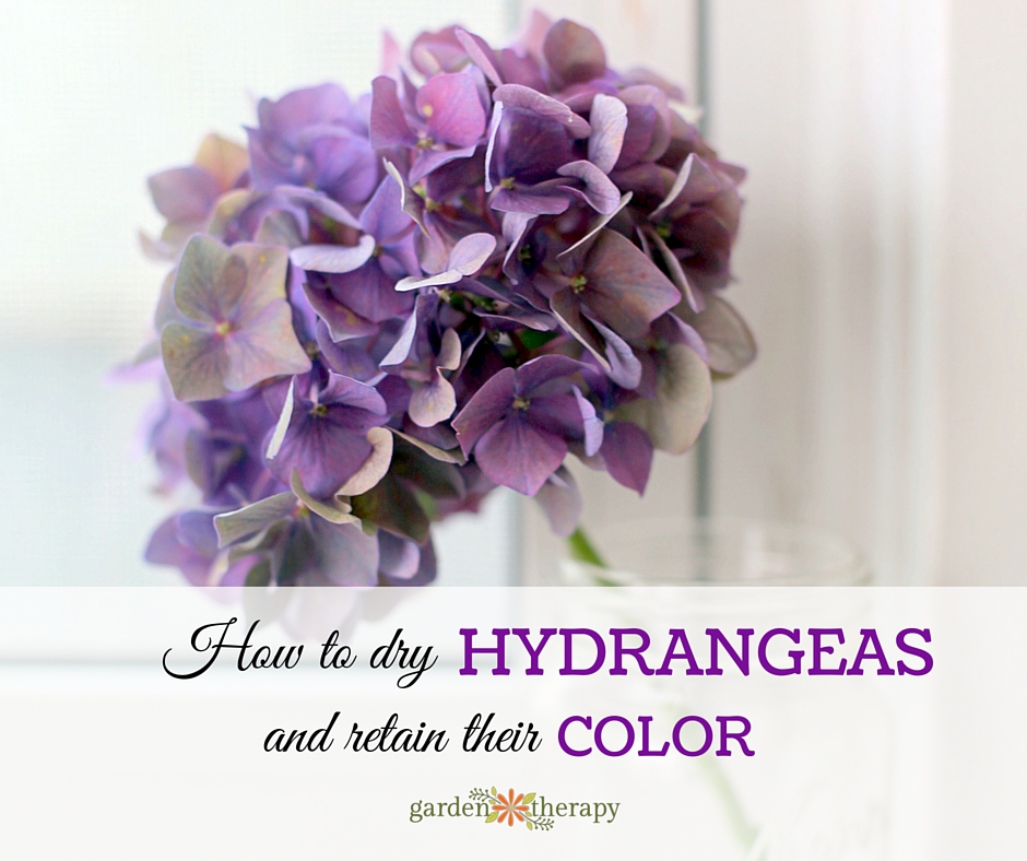 dry hydrangea flowers to retain color