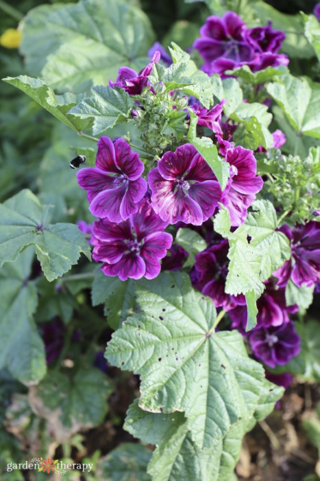 purple mallow flowers