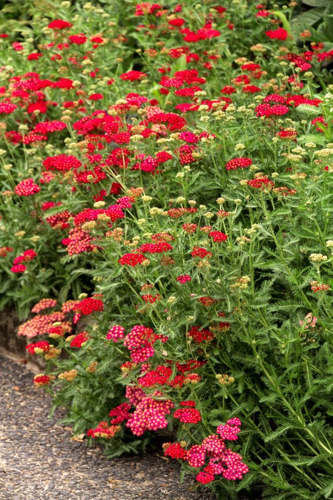 red velvet yarrow in a cut flower garden