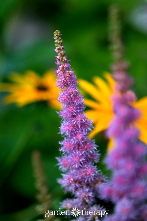 The 7 Best Perennials for Shade Gardens - Garden Therapy