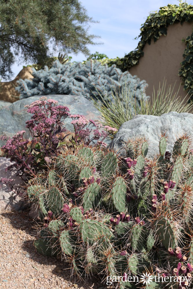 Cactus and Sedum