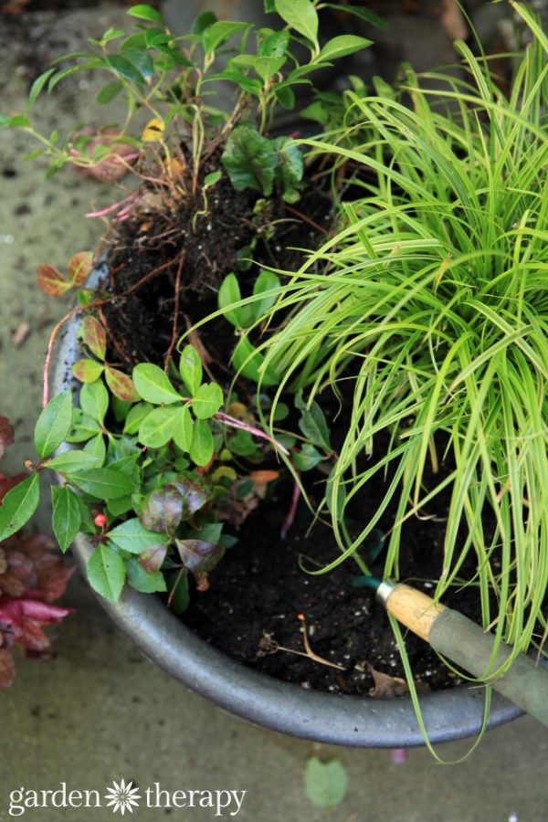 Dividing Perennials 101: Tips for a Beautiful Garden