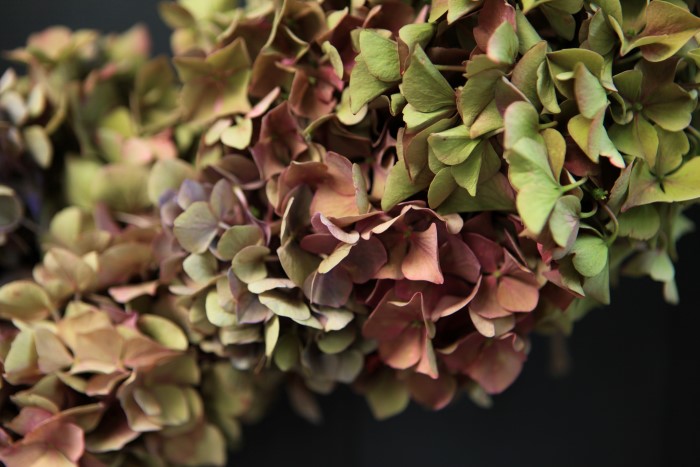 Dried hydrangea flowers