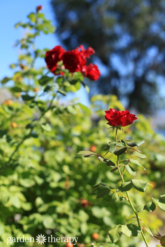 Drought-tolerant roses are a beautiful addition to the water wise garden