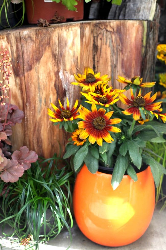 Fall Perennial container with rudbeckia in an orange pot