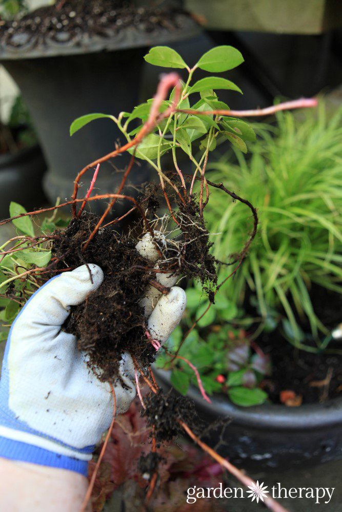 dividing perennials in the fall