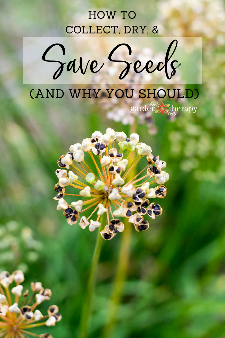 how and why to save seeds from the garden