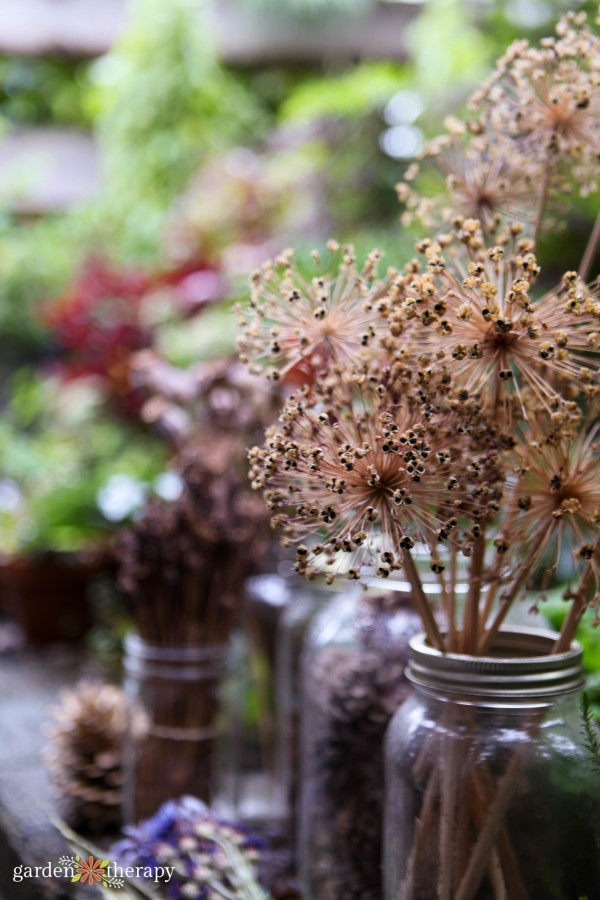 dried allium seed heads in a Mason jar vase