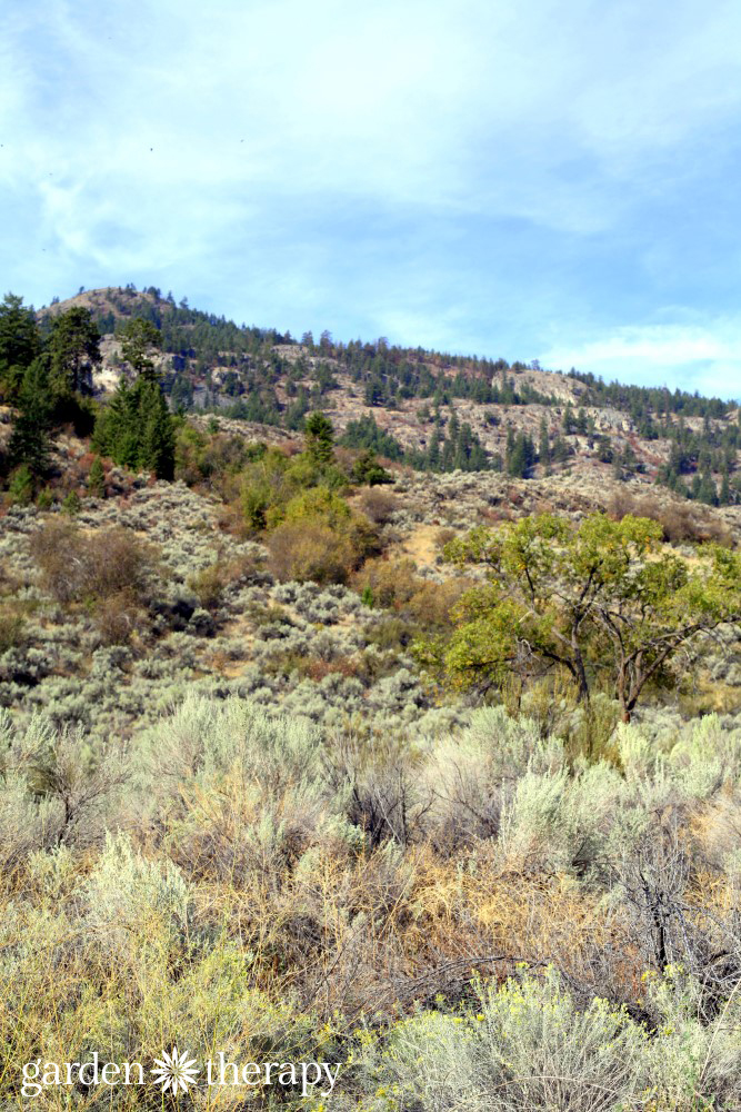 Osoyoos BC Landscape