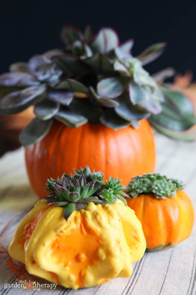 Pumpkin and Gourds with Succulents