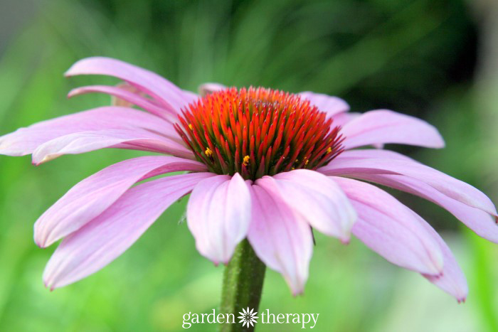 purple perennial flower grown from seed