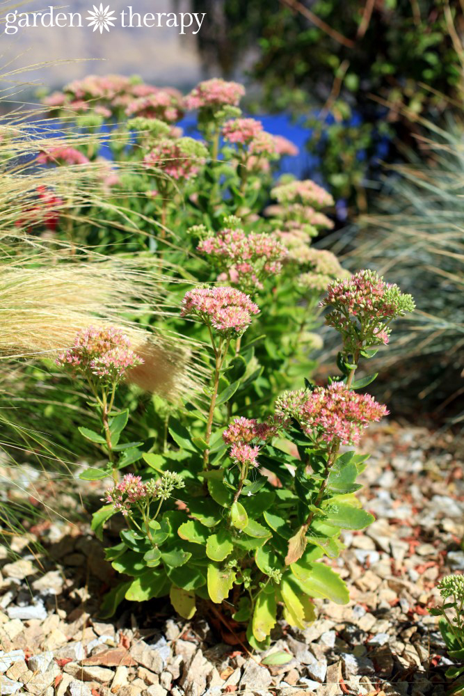 Sedum provide flowers and pops of color well into the fall