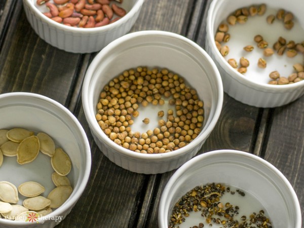 Various seeds collected from the garden and placed in separate containers