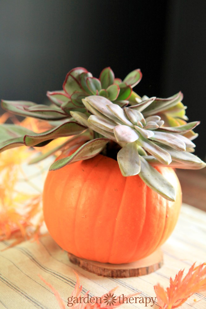 Stunning succulent pumpkin arrangement