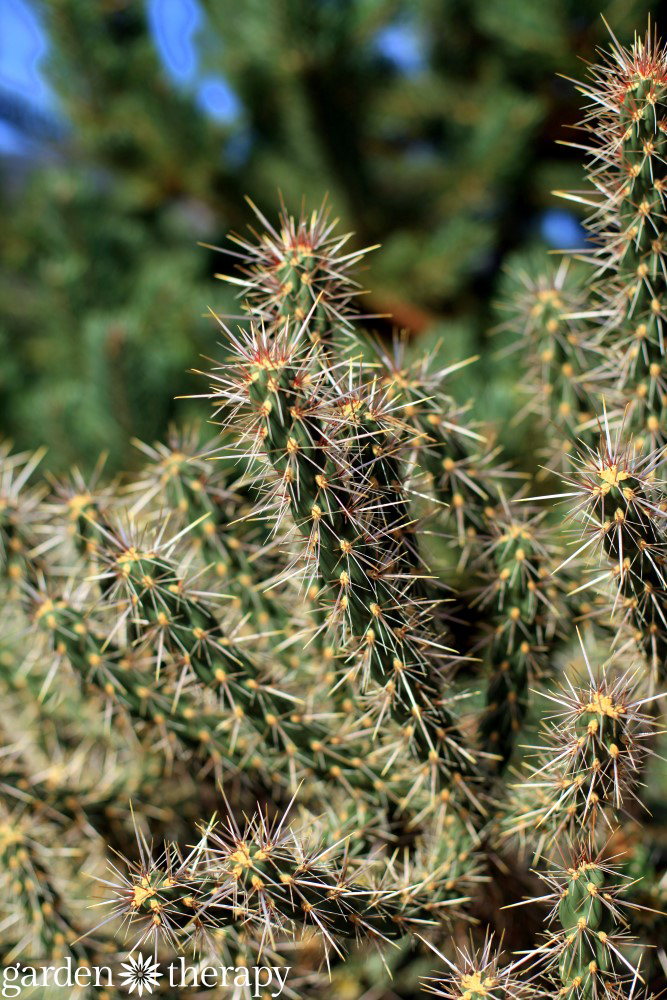 cactus in drought tolerant landscape