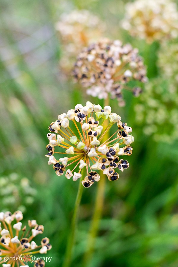 Chive seed heads growing in the garden