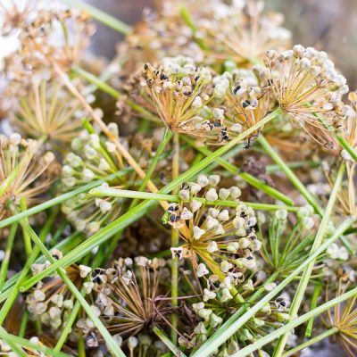 A collection of chive seed heads from the garden