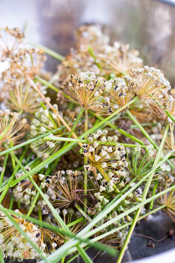 chive seeds