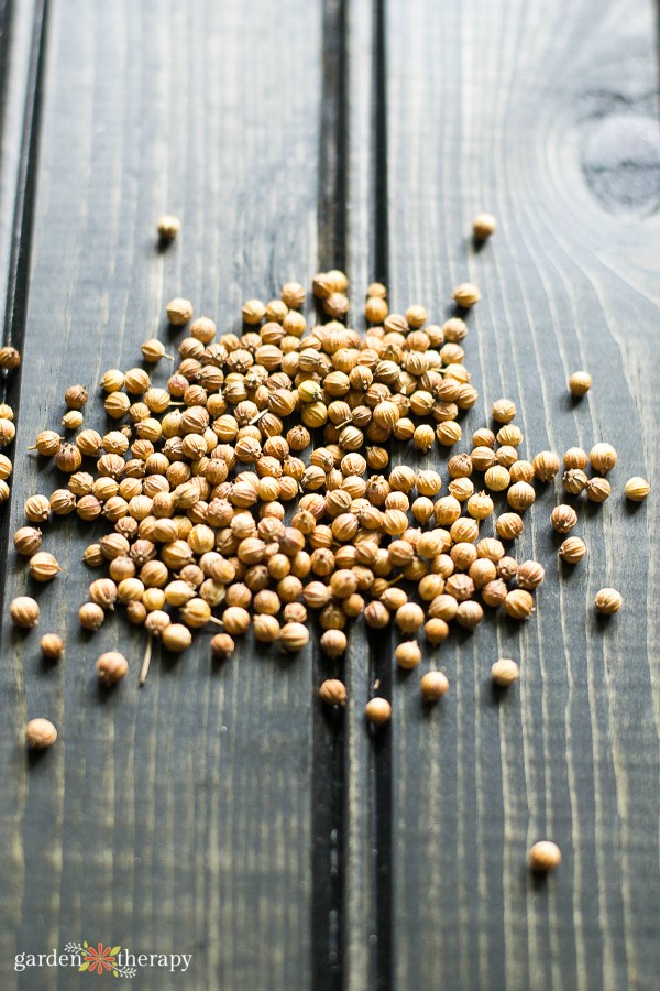 coriander seeds spread out on a wooden surface