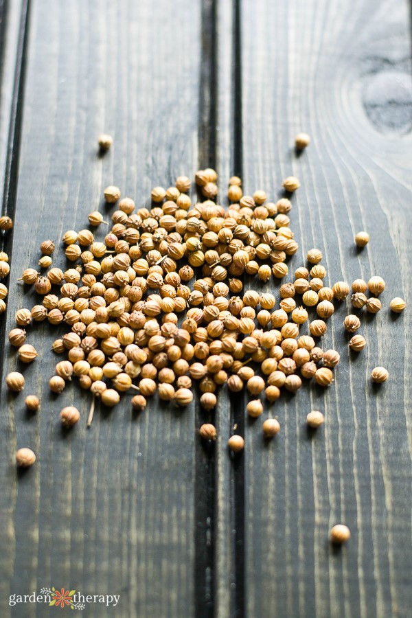 coriander seeds