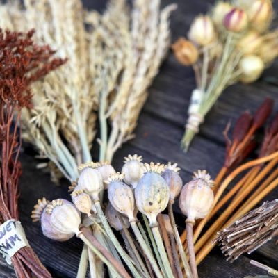 Dried poppy and other seed heads tied into bundles