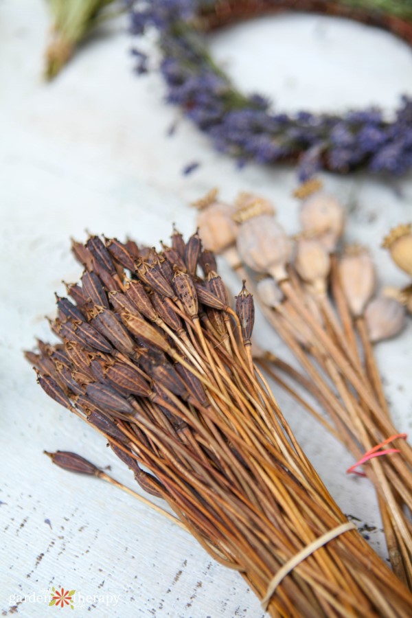 bundles of dried seed heads