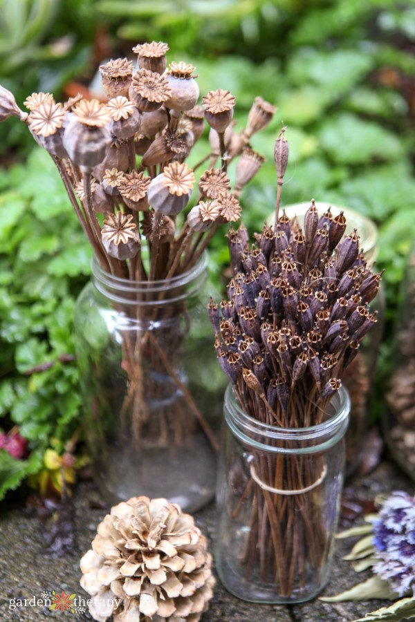 dried seed heads displayed in jars