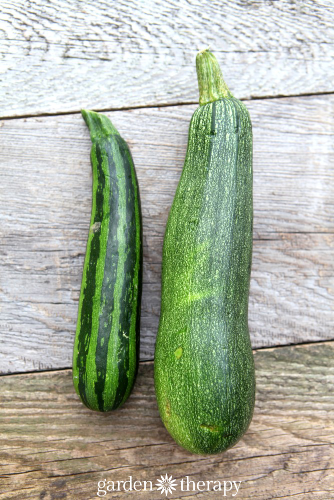 garden-fresh zucchini