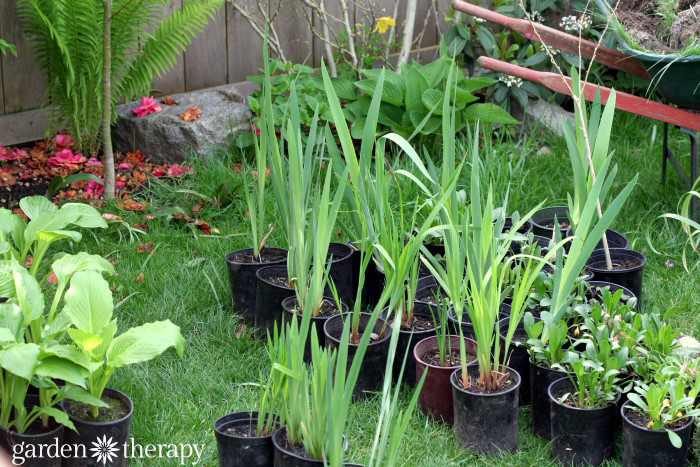 pots of newly divided perennials sitting on lawn