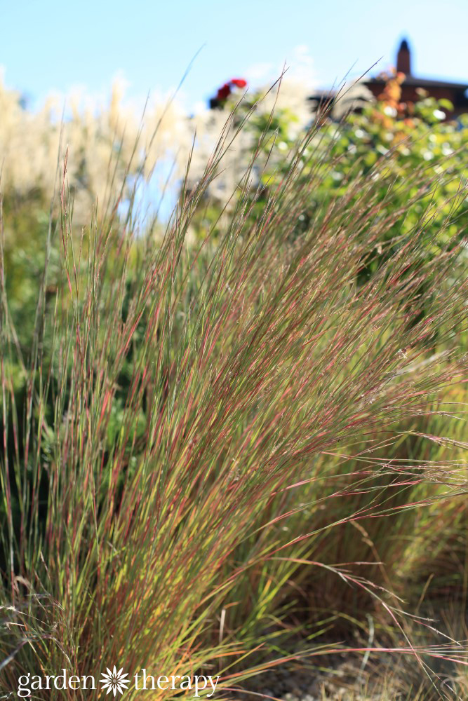 grasses provide movement and softness to the garden