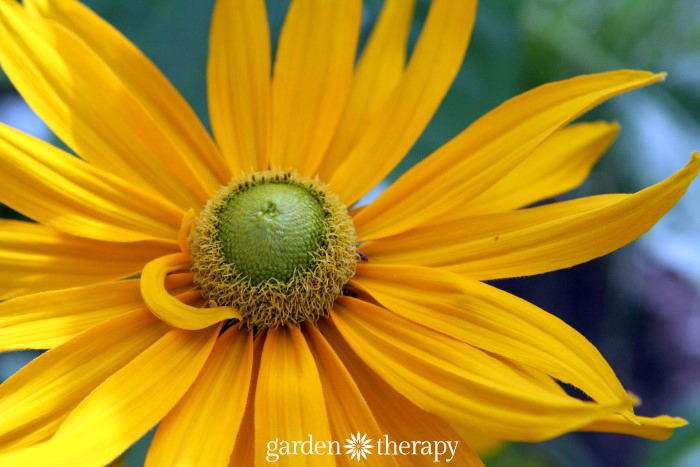 bright yellow flower grown from seed