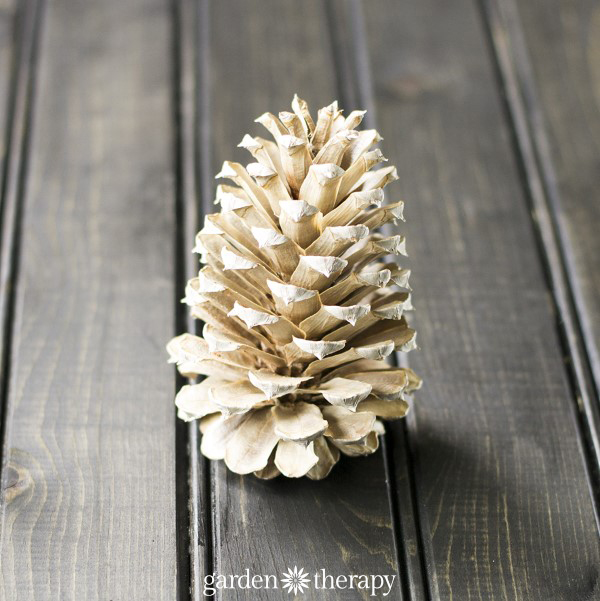 White bleached pinecone