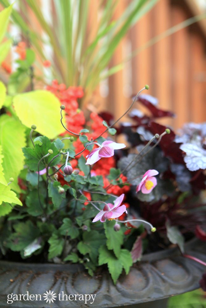 Colorful Fall Containers Made for the Shade 